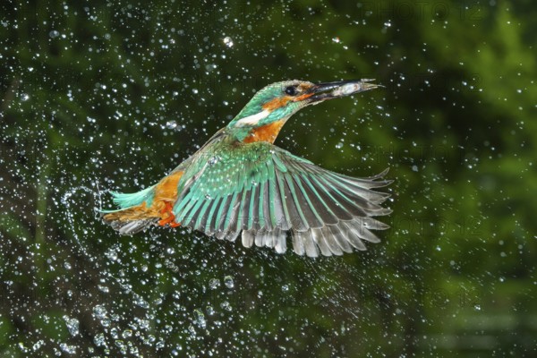 Kingfisher (Alcedo atthis) hunting, Vechta, Lower Saxony, Germany