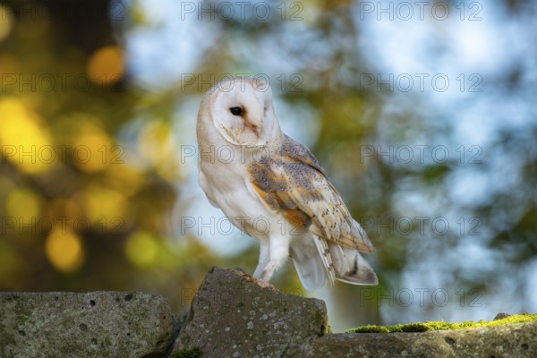 Barn owl (Tyto alba) in the evening light, Oldenburger Münsterland, Vechta, Lower Saxony, Germany
