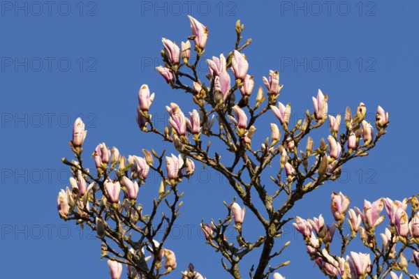 Flowering magnolia (Magnolia) in spring, Cloppenburg, Lower Saxony, Germany