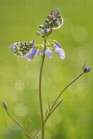 Aurora butterfly (Anthocharis cardamines) on meadowfoam, Oldenburger Münsterland, Vechta, Lower Saxony, Germany