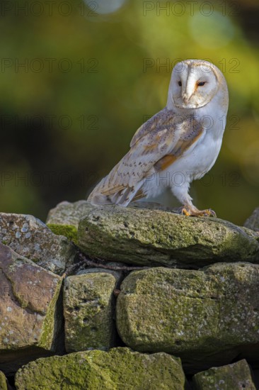 Barn owl (Tyto alba) in the evening light, Oldenburger Münsterland, Vechta, Lower Saxony, Germany