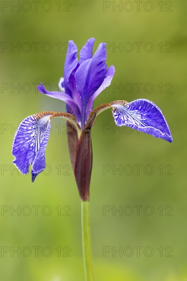 Siberian iris (Iris sibirica), Oldenburger Münsterland, Goldenstedt, Lower Saxony, Germany