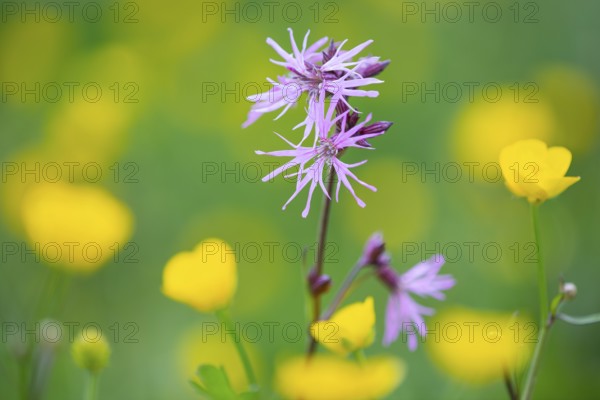 Cuckoo flower (Silene flos-cuculi), Vechta, Lower Saxony, Germany