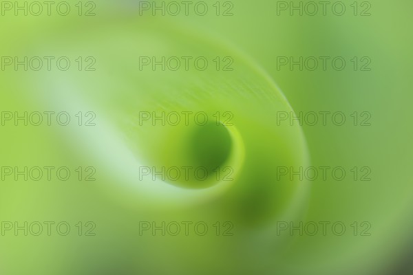 Lily of the valley (Convallaria majalis), Bakum, Lower Saxony, Germany