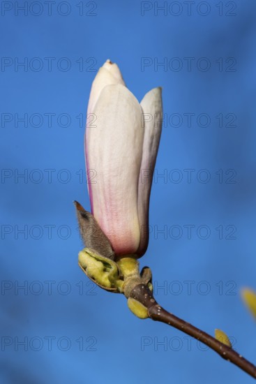 Flowering magnolia (Magnolia) in spring, Cloppenburg, Lower Saxony, Germany
