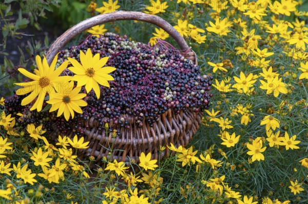 Elderberry (Sambucus), elderberries in a basket, Vechta, Lower Saxony, Germany
