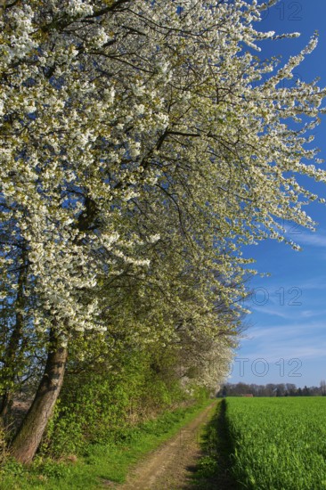 Blooming cherry tree on a hedge, Oldenburger Münsterland, Elsten, Lower Saxony, Germany
