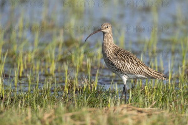 Eurasian curlew (Numenius arquata), wet meadow, moor, Goldenstedt, Lower Saxony, Germany