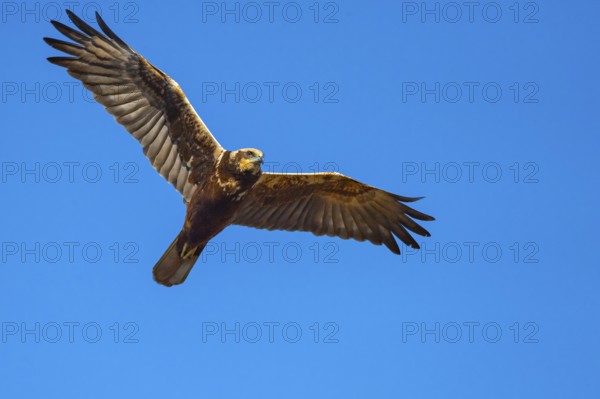 Marsh harrier (Circus aeruginosusv) in flight, Dümmer, Hüde, Lower Saxony, Germany