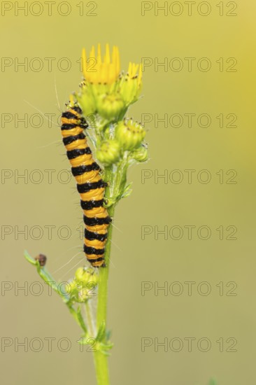 St James' ragwort (Tyria jacobaeae), caterpillar on St James' ragwort, Ahlhorn, Lower Saxony, Germany