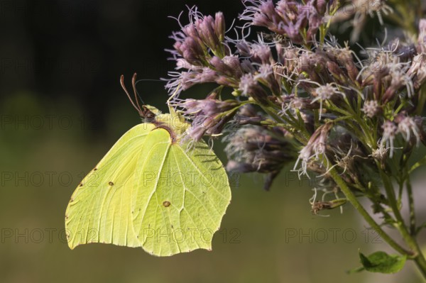 Lemon butterfly (Gonepteryx rhamni) on water azalea (Eupatorium), Ahlhorn, Lower Saxony, Germany