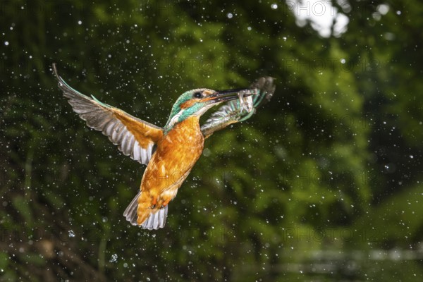 Kingfisher, Alcedo atthis, Vechta, Lower Saxony, Germany