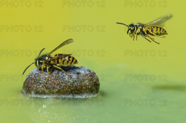Wasps (Vespinae) in flight, Vechta, Lower Saxony, Germany