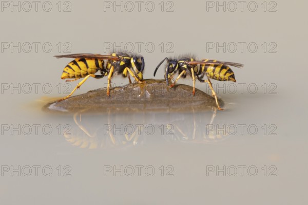 Wasps (Vespinae), Vechta, Lower Saxony, Germany