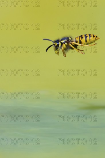 Wasps (Vespinae) in flight, Vechta, Lower Saxony, Germany