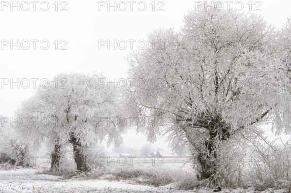 Willows in snow, winter, Vechta, Lower Saxony, Germany