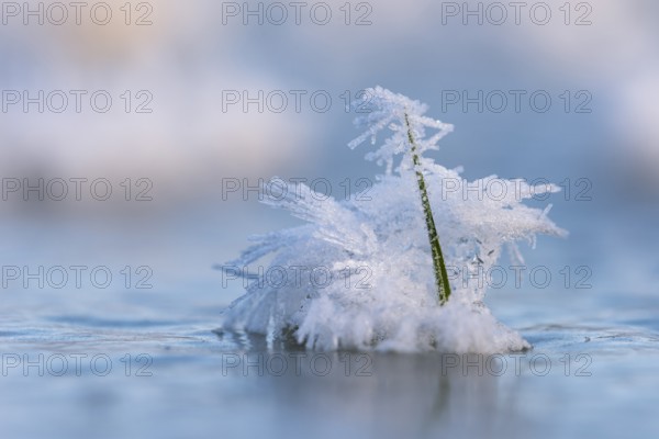 Ice crystals on a blade of grass in winter, hoarfrost, Goldenstedt, Lower Saxony, Germany