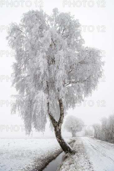 Birch (Betula) in hoarfrost in winter, snow, Vechta, Lower Saxony, Germany