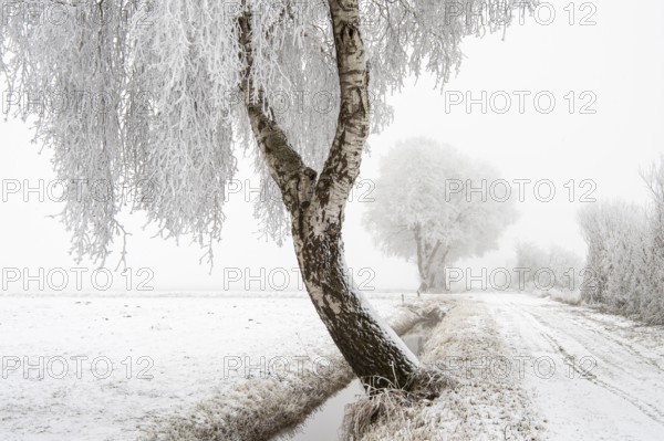 Birch (Betula) in hoarfrost in winter, snow, Vechta, Lower Saxony, Germany