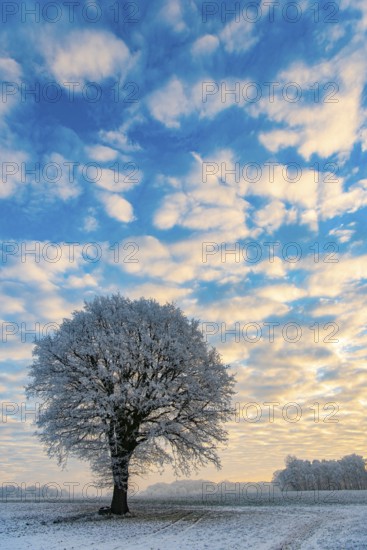 Tree in hoarfrost in winter, Vestrup, Oldenburger Münsterland, Lower Saxony, Germany