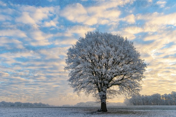 Tree in hoarfrost in winter, Vestrup, Oldenburger Münsterland, Lower Saxony, Germany