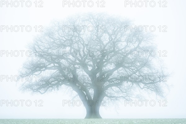 Large, old oak (Quercus) in the snow, solitary, Melle, North Rhine-Westphalia, Germany