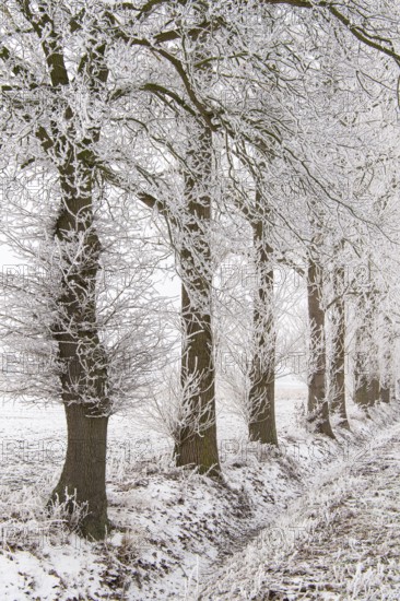 Trees in hoarfrost in winter, Allee, Vechta, Lower Saxony, Germany