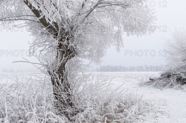 Winter willows in snow, Vechta, Lower Saxony, Germany