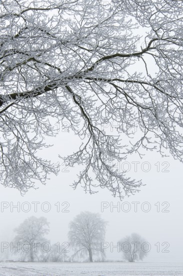 Tree in hoarfrost, Lembruch, Lower Saxony, Germany