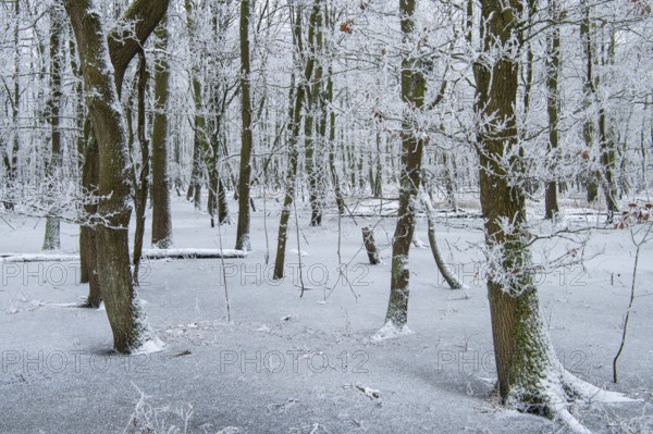 Erlenbruch am Dümmer, Dümmer, Hüde, Lower Saxony, Germany