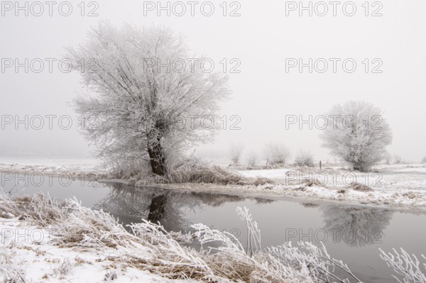 Willow in hoarfrost in winter on the edge channel of the Dümmer, Dümmer, Hüde, Lower Saxony, Germany