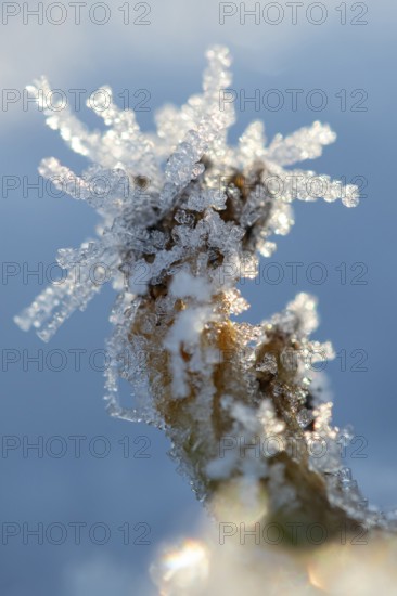 Ice crystals on a blade of grass in winter, hoarfrost, Goldenstedt, Lower Saxony, Germany