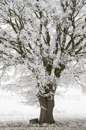 Baum im Hoarreif, Vestrup, Lower Saxony, Germany