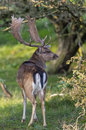 Fallow deer (dama dama), male, deer, Zandvoort, North Holland, Netherlands