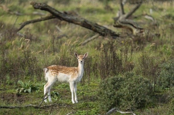 Fallow deer (dama dama), Zandvoort, North Holland, Netherlands