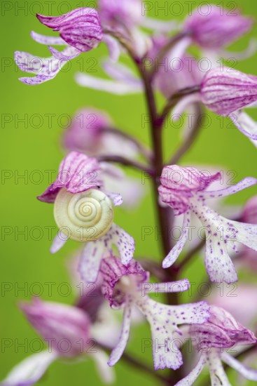 Purple Orchid (Orchis purpurea), Leutra, Jena, Thuringia, Germany