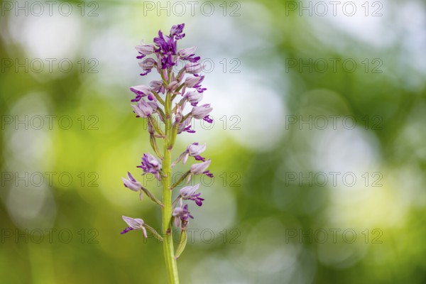Helm's-orchid (Orchis militaris), Leutra, Jena, Thuringia, Germany