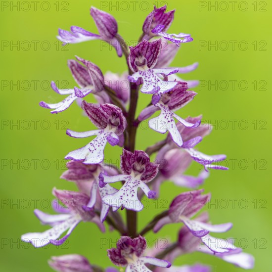 Purple Orchid (Orchis purpurea), Leutra, Jena, Thuringia, Germany