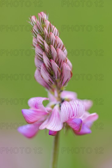 Seed asparagus (Onobrychis viciifolia), Leutra, Jena, Thuringia, Germany