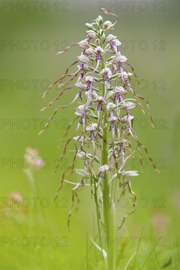 Goat's tongue (Himantoglossum hircinum), Leutra, Jena, Thuringia, Germany