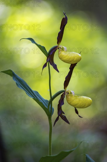 Yellow lady's slipper orchid (Cypripedium calceolus), Leutra, Jena, Thuringia, Germany