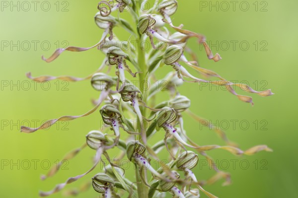 Goat's tongue (Himantoglossum hircinum), Leutra, Jena, Thuringia, Germany