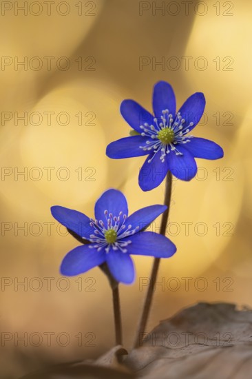 Blooming liverwort (Anemone hepatica) in the forest in spring, early bloomer, Steinhagen, Steinhagen, Lower Saxony, Germany