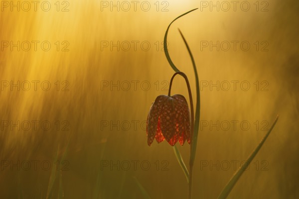 Snake's Head Fritillary (Fritillaria meleagris) at sunrise in a wet meadow in spring, Berne, Lower Saxony, Germany