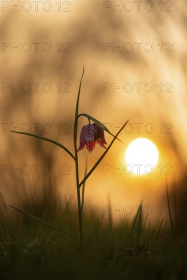 Snake's Head Fritillary (Fritillaria meleagris) at sunrise in a wet meadow in spring, Berne, Lower Saxony, Germany