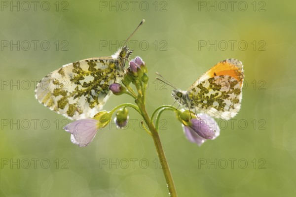 Aurora butterfly (Anthocharis cardamines) on meadow foamwort at sunset in spring, butterfly, Telbrake, Vechta, Lower Saxony, Germany