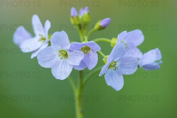 Flowering meadow foamwort (Cardamine pratensis) in spring in a wet meadow, Vechta, Lower Saxony, Germany