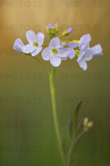 Flowering meadow foamwort (Cardamine pratensis) in spring in a wet meadow, Vechta, Lower Saxony, Germany