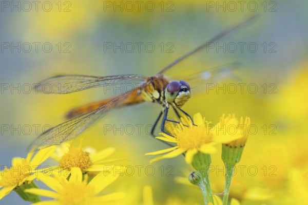 Marsh dragonfly (Sympetrum depressiusculum), Ahlhorn, Lower Saxony, Germany