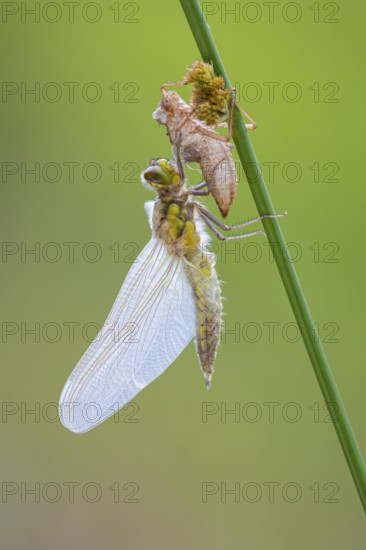 Methamorphosis of a four-spot (Libellula quadrimaculata), dragonfly, Oldenburger Münsterland, moor, lake, Goldenstedt, Lower Saxony, Germany